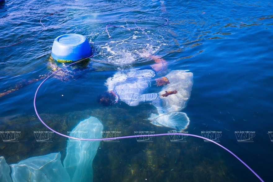 Chaque foyer élève des homards dans des dizaines de cages. En moyenne, chaque cage contient environ 100 homards. Les éleveurs doivent plonger dans la mer pour capturer les homards