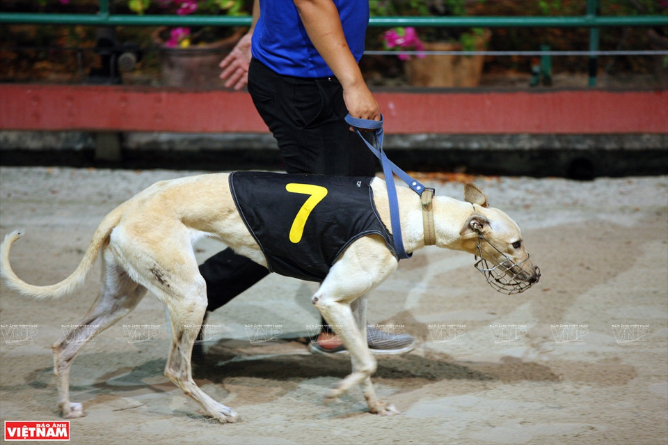  Un lévrier de grande taille sur la piste.