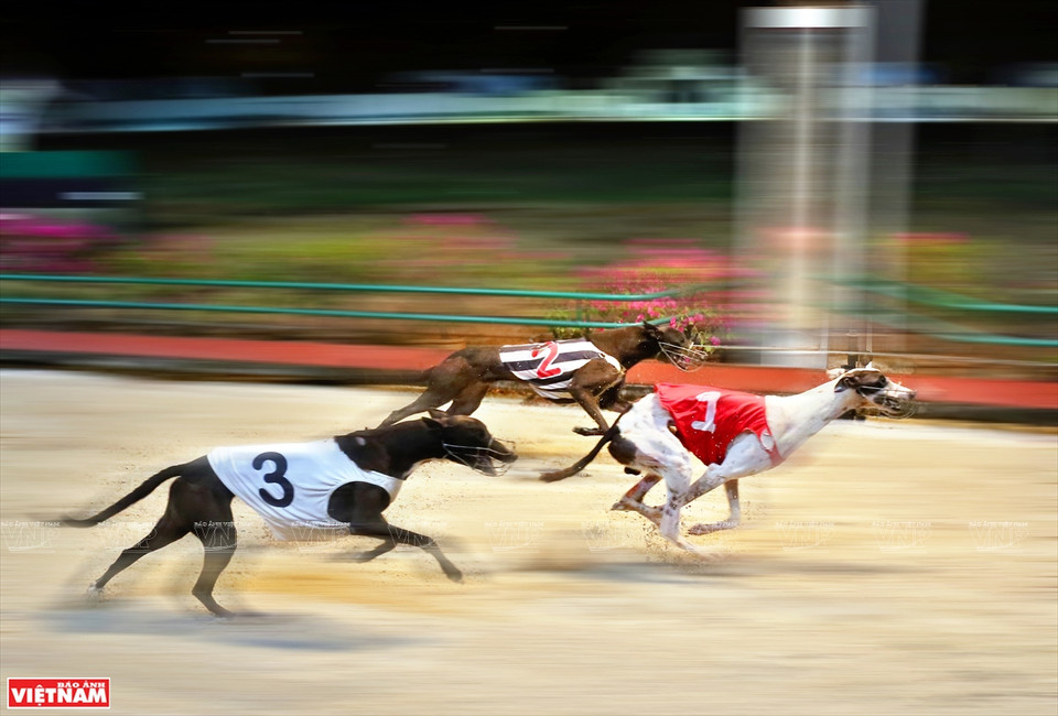 Les chiens sont des Greyhounds, une race australienne d’une vigueur et d’une endurance remarquables.
