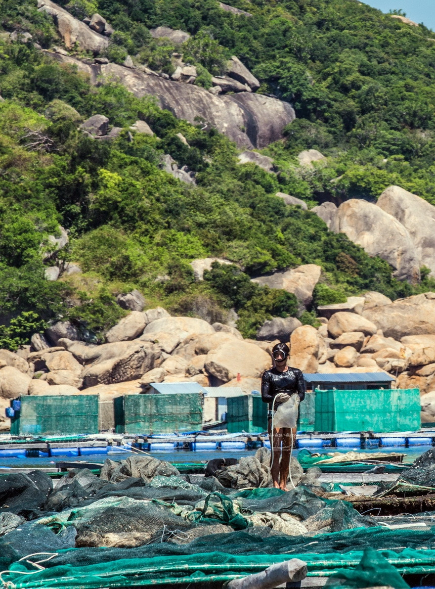 Le homard est l'une des espèces de fruits de mer les plus chères, mais peu de gens savent que pour les nourrir, les astaciculteurs doivent chaque jour plonger plusieurs fois pour ouvrir la cage au fond de mer afin de leur fournir les aliments 