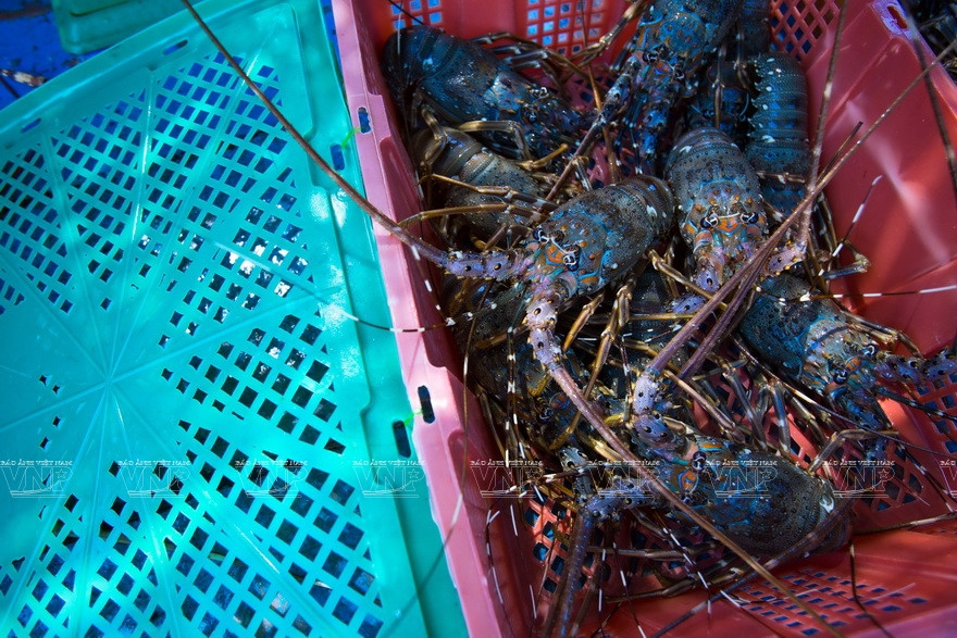 Les homards conservés pour être vendus 