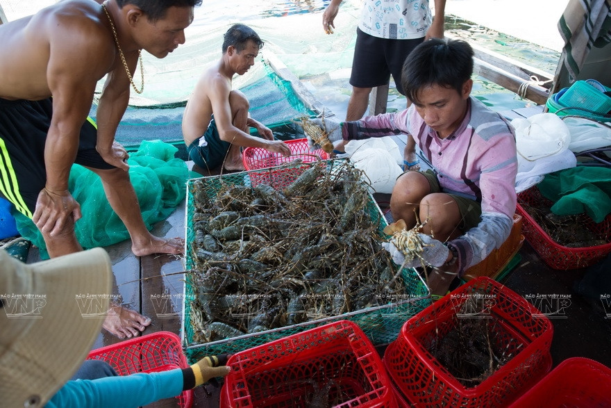 La famille Nguyên Ngoc Huy a vendu 10 tonnes de homards pour un milliard de dôngs après déductions des frais