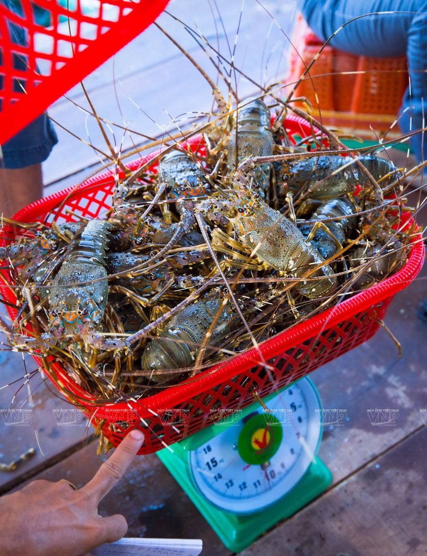Actuellement, chaque homard d'un kg est vendu environ 2 millions de dôngs