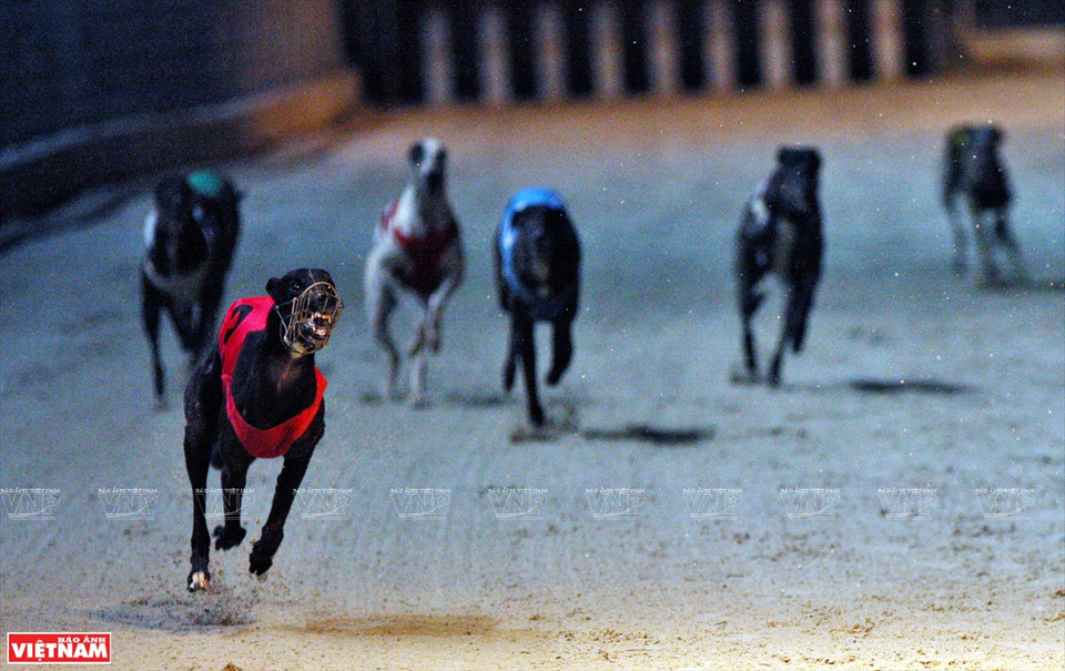 Ils courent très rapidement, à plus de 75 km/h, vitesse qui est atteinte en seulement trois secondes.