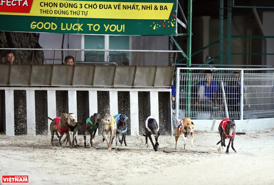 Départ des lévriers.