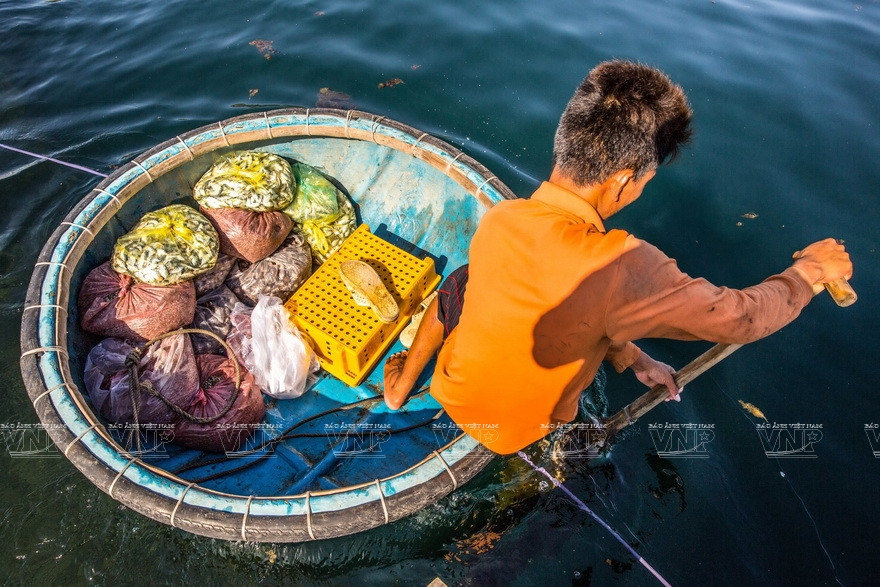 En fonction de l'âge et de la taille des homards, les éleveurs classeront et nourriront différents types d'aliments tels que le crabe, l'huître,… entiers ou écrasés.