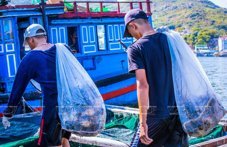 Après la capture, les pêcheurs les transfèrent au bateau