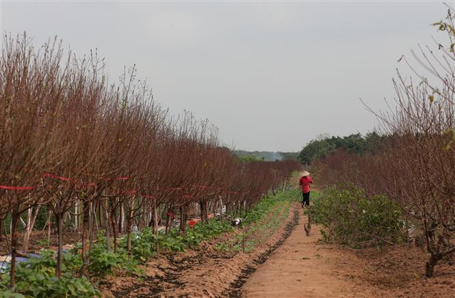 À Nhât Tân, on plante pour l'essentiel des pêchers dits "bích" (de couleur rose foncée) et "phai" (de couleur rose pâle). Photo: VNA