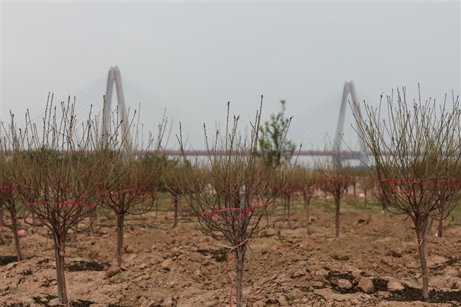 Dans un jardin de pêchers à Nhât Tân. Photo: VNA