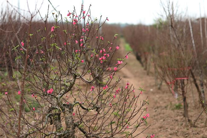 Les fleurs de pêcher du Nhât Tân ont une couleur vive et originale. Photo: VNA