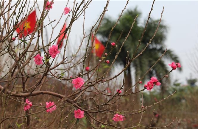 Des pêchers fleuris à foison malgré la froid. Photo: VNA