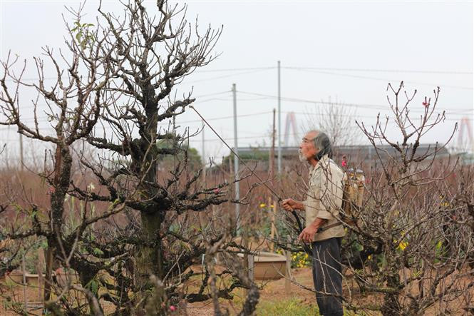 Un horticulteur s'occupent de ses pêchers. Photo: VNA