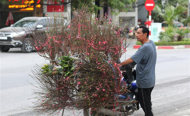 Des branches de fleurs de pêcher se vendent sur la rue Lac Long Quân à Hanoi. Photo: VNA
