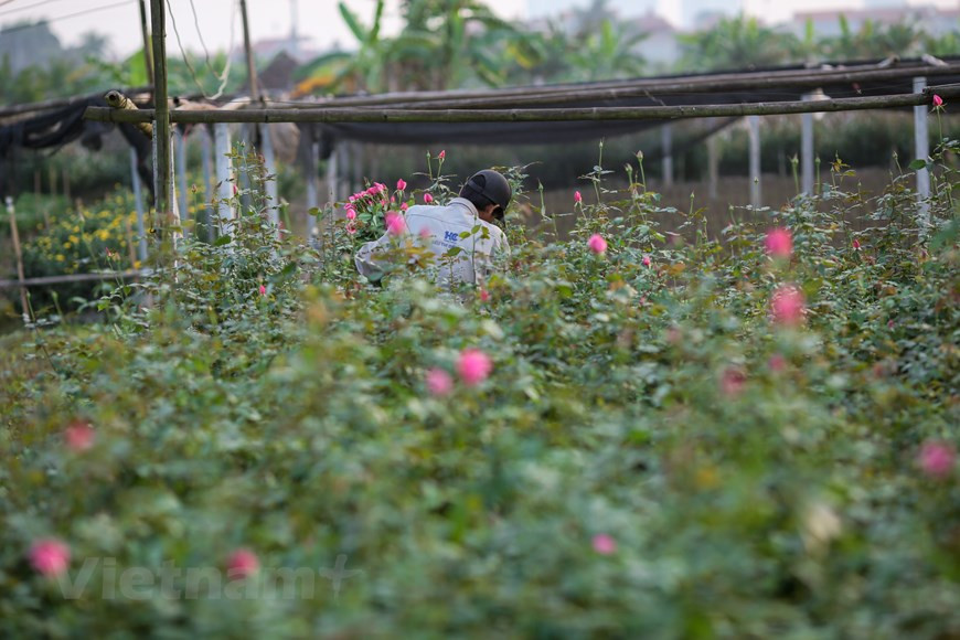 Les fleurs ne sont pas seulement destinées au marché de la capitale, loin de là. À l’occasion du Têt, une partie de la production s’envole pour Hô Chi Minh-Ville afin d’approvisionner les provinces du Sud. Photo: Vietnamplus