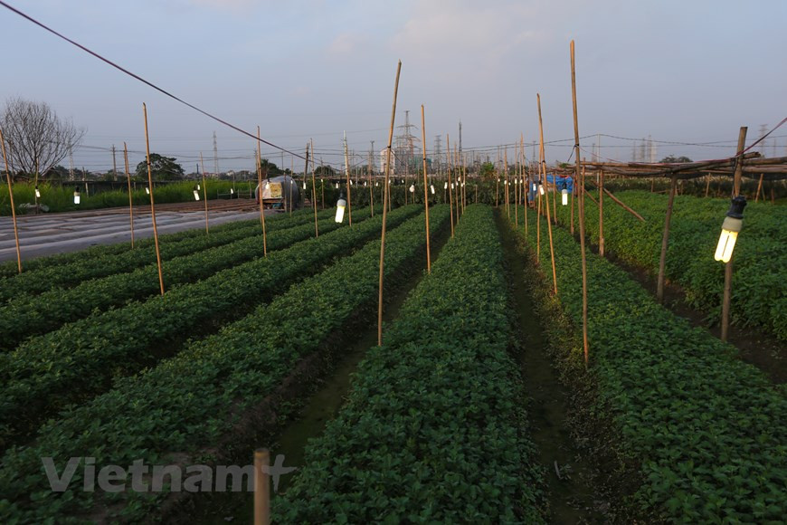 Au total, plus de 300 ha - soit près de 85% des terres cultivables - sont alloués à la floriculture. Photo: Vnplus
