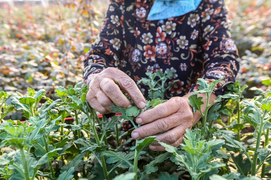 Les villageois s’occupent des fleurs pour répondre à la demande croissante à l’approche du Têt. Photo: Vietnamplus