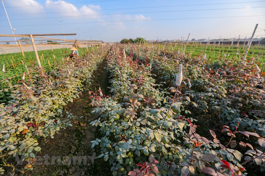  Là, des champs de différentes couleurs surgissent devant les yeux ébahis des visiteurs : jaune des chrysanthèmes, rouge des roses, orange des gerberas,…Quand le Têt approche s’y ajoutent des champs de violettes, de glaïeuls, de dahlias. Photo: Vnplus