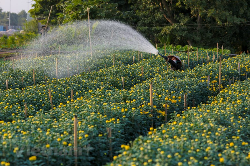 A l'approche du Têt, le village est en pleine floraison. Photo: Vnplus