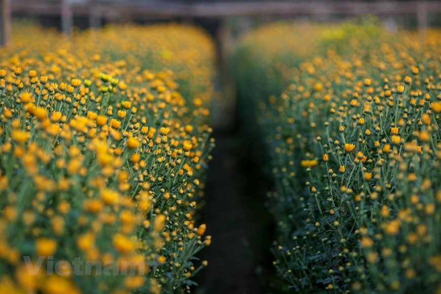 Des fleurs partout, au champ, dans le jardin, des couleurs éclatantes et des parfums enivrants… Dans ce village, le Têt est la saison de la prospérité. Photo: Vietnamplus