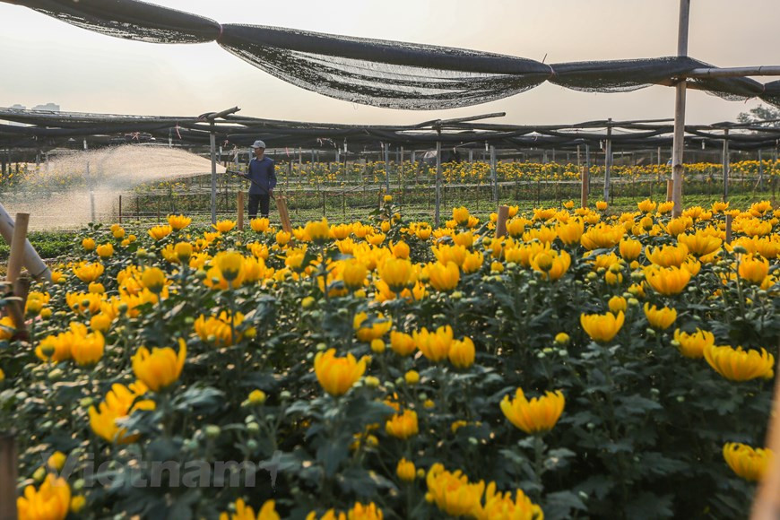 Afin de fournir aux clients de belles fleurs pour le Têt, tout le monde travaille d’arrache-pied du matin au soir. Photo: Vietnamplus