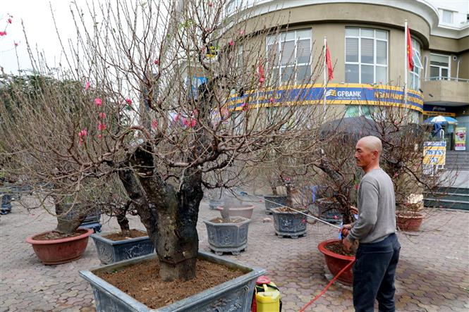  Un artisan soigne ses pêchers. Photo: VNA