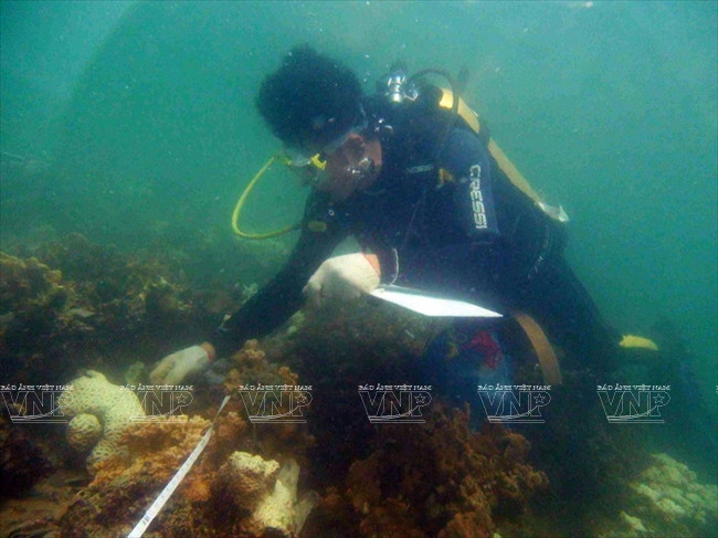 A la découverte des coraux.