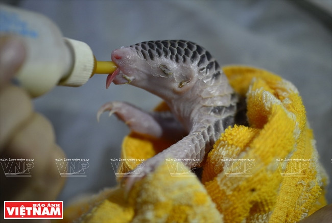  Un vétérinaire nourrit Kim, un jeune pangolin. Photo fournie par le centre de préservation de petits animaux carnivores et pangolins d’Asie
