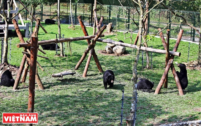  Le centre de sauvetage des ours Tam Dao est entré en activité en avril 2008. D’une superficie de 1,2 ha et d’un investissement total de plus de 3,3 millions de dollars, il est capable d’abriter simultanément 200 ours. 