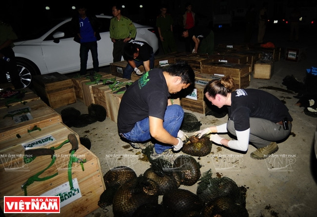  Le centre de préservation des petits animaux carnivores et pangolins d’Asie vérifie le nombre de pangolins remis par les organes compétents. Photo fournie par le centre de préservation des petits animaux carnivores et pangolins d’Asie.