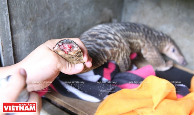  Un pangolin vient d’être amputé d’une partie de sa queue nécrosée au centre de préservation des petits animaux carnivores et pangolins d’Asie. 