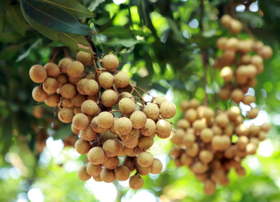 Le longane est une spécialité de la province de Hung Yen (Nord). Ce fruit rond et à la pulpe épaisse et sucrée fait saliver les papilles.