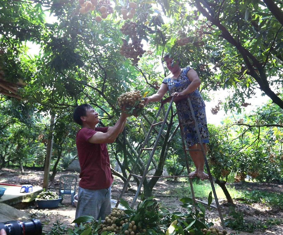 Pour l’heure, Hung Yen a signé des contrats pour écouler environ 32.000 tonnes de longanes fraîches via les chaînes de distribution et les supermarchés.