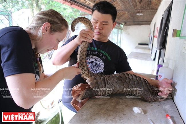  Contrôle de la santé des pangolins.