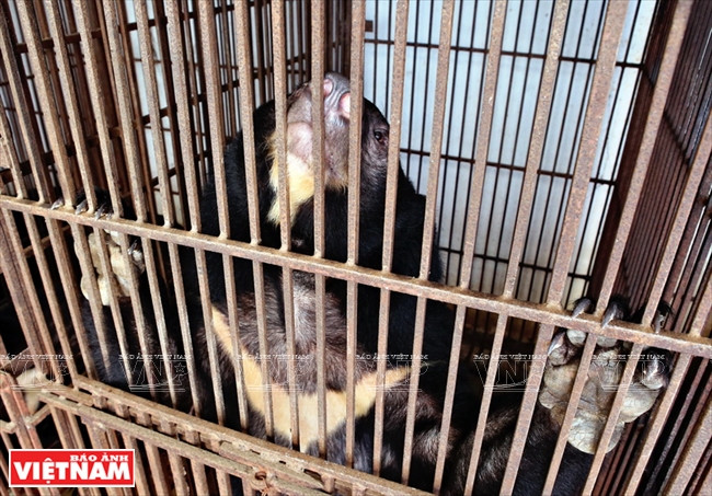 Elevés dans des cages étroites et dans des conditions d’hygiène déplorables, la totalité des ours de la commune Cong Phung souffrent de maladies cutanées. Photo: Công Dat