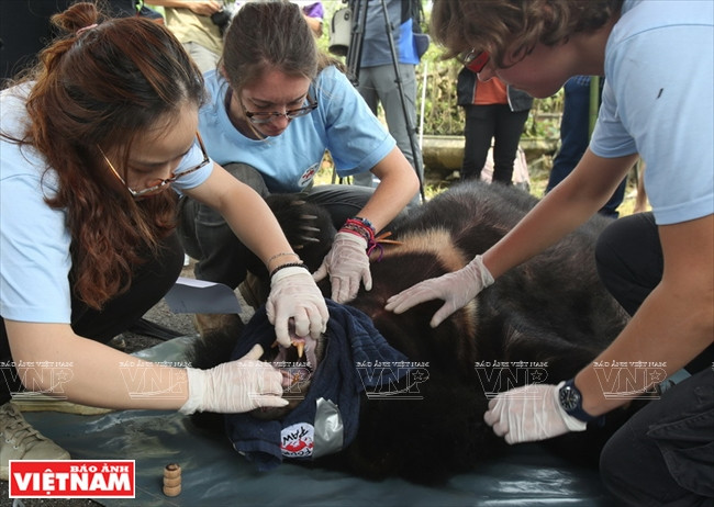  Le centre de préservation des animaux sauvages du pays Viêt (Four Paws Viet) sauve en avril 2018 deux ours élevés en cage à des fins commerciales. 