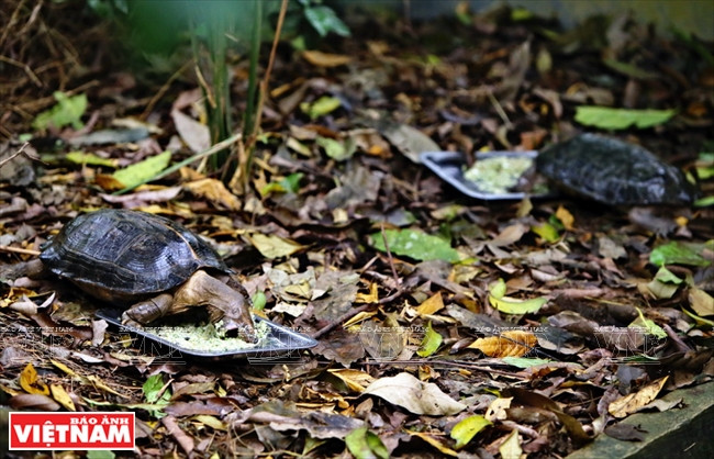  Ajout de calcium à la ration des jeunes tortues au centre de préservation des tortues de Cuc Phuong.