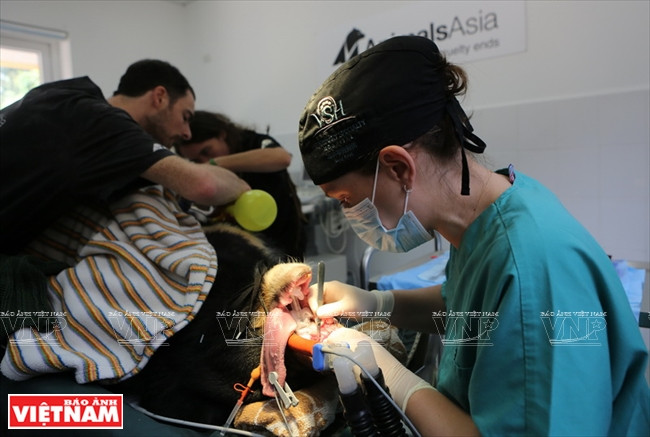  Le vétérinaire Cahalane et des vétérinaires de l’Animals Asie Foundation opèrent l’our Zebedee. 