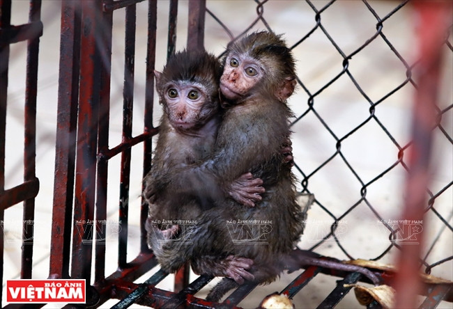  De jeunes singes récemment sauvés sont gardés dans un secteur à part. 