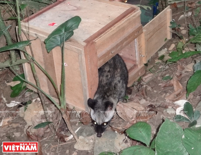  Un binturong (Arctictis binturong) est relâché dans la nature par le centre de préservation des petits animaux carnivores et pangolins d’Asie. 