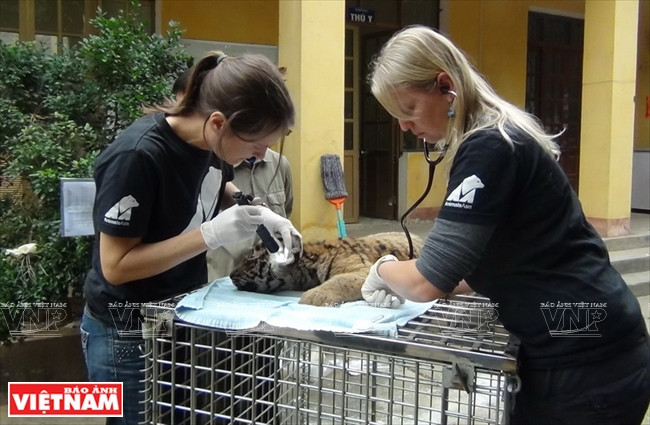  Des employés d’Animals Asie Foundation contrôlent la santé d’un tigre récemment sauvé par les organes compétents. Photo fournie par le centre de sauvetage des animaux sauvages de Hanoi.
