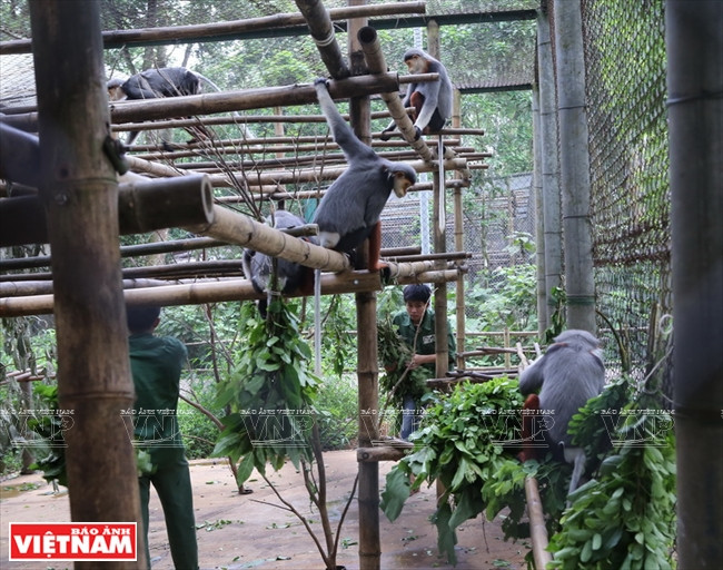  Nourrissage des langurs cha va à pattes grises au centre de sauvetage et de protection des primates en danger (EPRC) de Cuc Phuong.