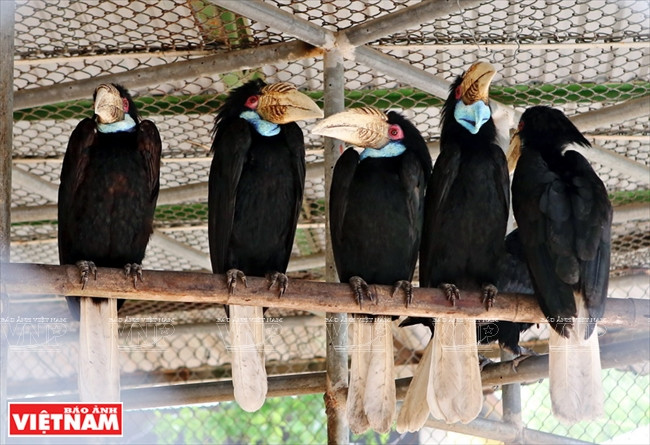  Le calao à casque rond est un oiseau rare menacé de disparition recherché pour son bec dont la valeur est de 3 à 5 fois plus élevée que l’ivoire d’éléphant. 