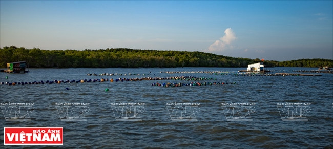 L’ostréiculture dans la commune insulaire de Thanh An.
