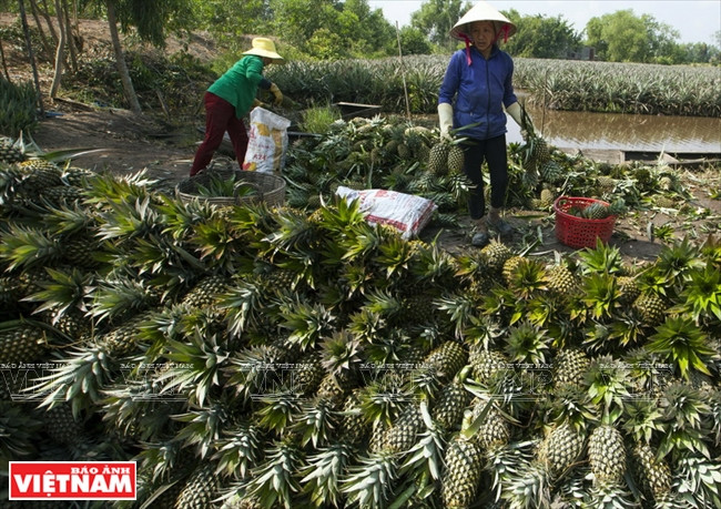 Les ananas sont rassemblés avant commercialisation. 