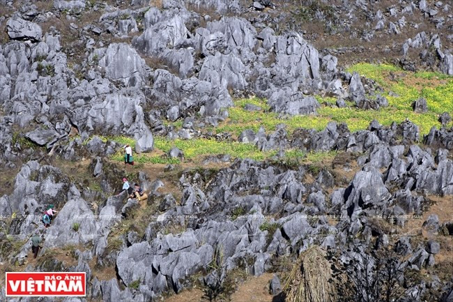 ...le vert des rizières en terrasses...