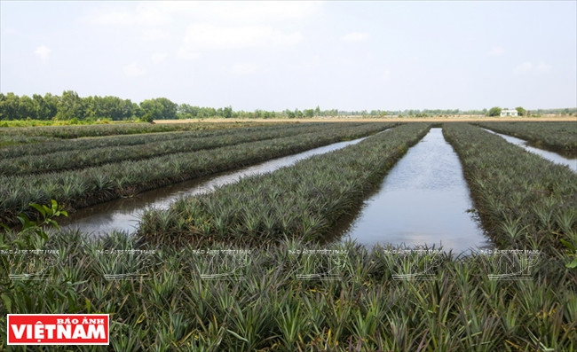 Les ananas s’adaptent bien aux terres alunées du district de Thanh Hoa, province de Long An. 
