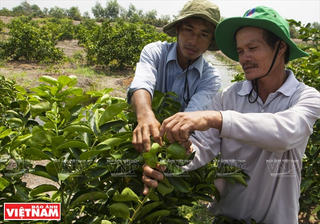Des agriculteurs partagent leurs expériences de culture des citrons sans pépin. 