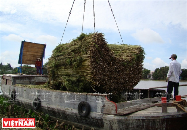 Transport du jute par voie fluviale. 