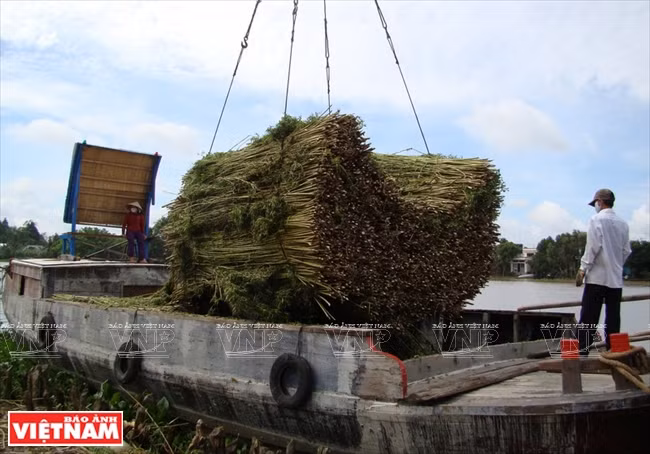Transport du jute par voie fluviale. 