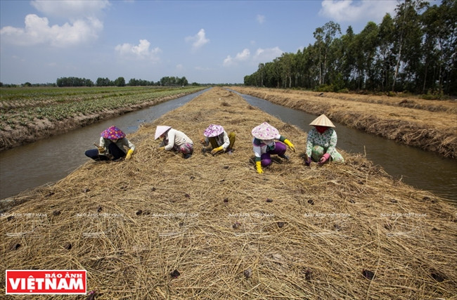 Début septembre, les agriculteurs mettent en culture l’igname ailée. 